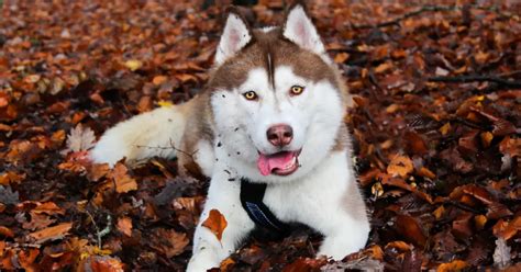 How Big Do Huskies Get? Uncover The Astonishing Size Of ...